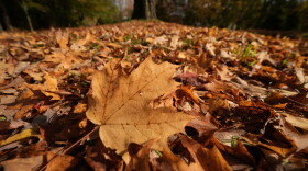 Maple leaves carpet the ground at a cemetery in Freeport, Maine, Wednesday, Oct. 14, 2026.