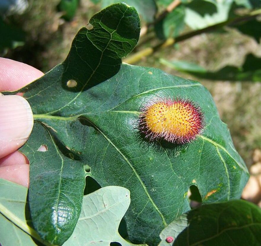 The oak hedgehog gall on White Oak (Quercus alba) leaf, caused by a Cynipid gall wasp, is one of the many types of galls that are created when various species of wasps lay eggs on oaks.