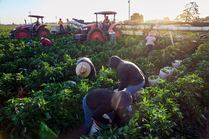 Migrant farmworkers pick a vegetable crop on an early morning in Fresno, Calif., on July 18, 2025.