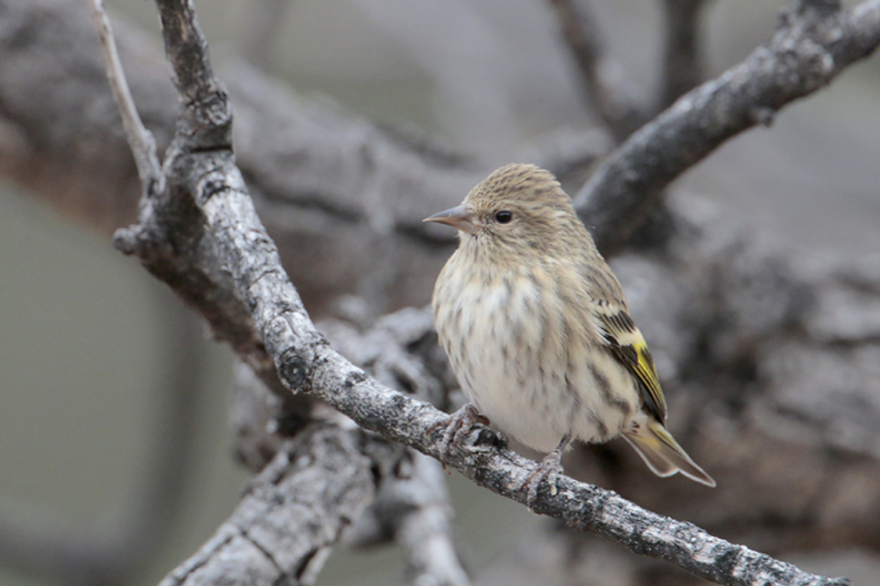 A healthy Pine Siskin sits on a branch. A disease spreading through bird feeders and birdbaths is mostly affecting these birds.