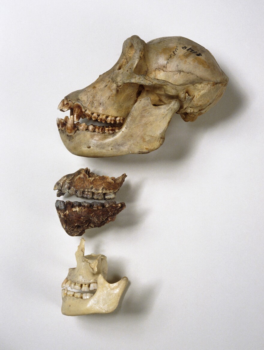 <strong>Nom Nom: </strong>Chimpanzee skull (top), <em>A. afarensis</em> jaws (center) and human jaws. It's likely that tool use and meat-eating reduced the evolutionary pressure to have big, powerful jaws and sharp teeth, the researchers behind a new <em>Nature</em> study say.