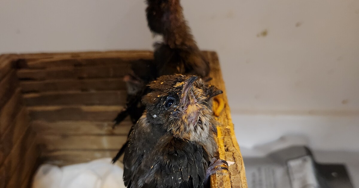 It's chimney swift season at the Wildlife Center of Virginia