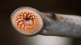 Sea lamprey decimated popular Great Lakes fish from the 1920s to the 1950s. Since then, the Great Lakes Fishery Commission has been applying a pesticide to keep the invasive species from reproducing.