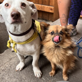 Two dogs stand patiently by a water bowl. The dog on the left is a comely white short-haired pup and the dog on the right is fluffy with tan fur, and is captured mid-mlem. 