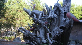 A red cedar sculpture by Coquille Indian Tribe member Shirod Younker at the memorial site.
