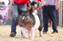 A pig being shown at the Montgomery County Fair
