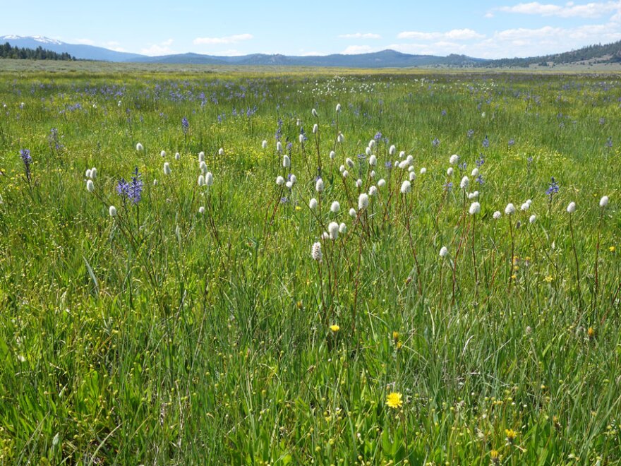 Landscape shot with tall green grass, white and yellow flowers, and mountains in the distance.