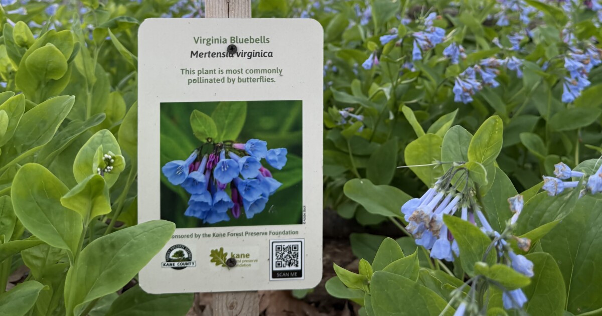 On the hunt for spring ephemerals in northern Illinois