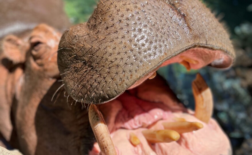 close up of a hippo mouth