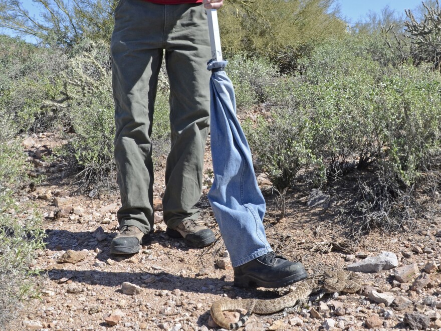 Cale Morris uses a fake leg to "step" on a rattlesnake.