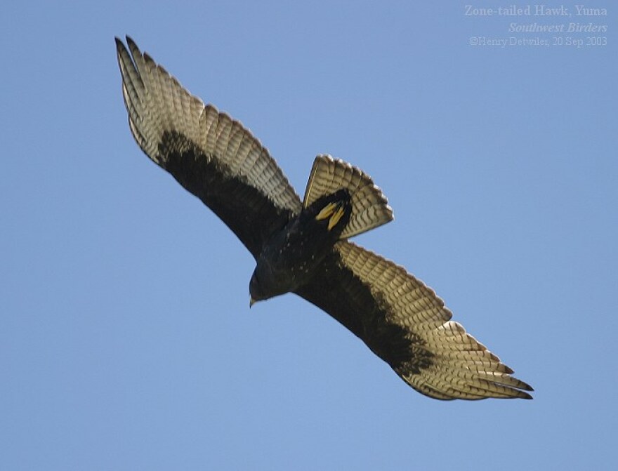 zone-tailed-hawk