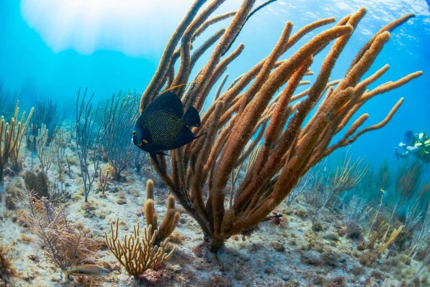 An angelfish swims through a reef.