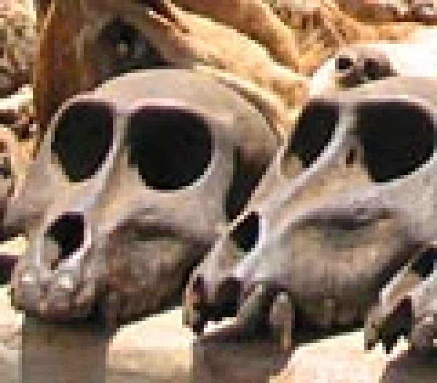 Monkey skulls are just a few of the animal parts for sale at the fetish market in Lome, Togo.