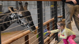 A little girl feeds a piece of lettuce to one of the giraffes at the Kansas City Zoo.