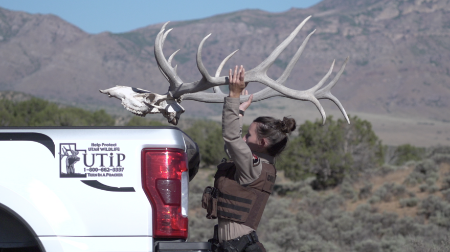 Utah DWR officer loading an elk skull into the back of a truck