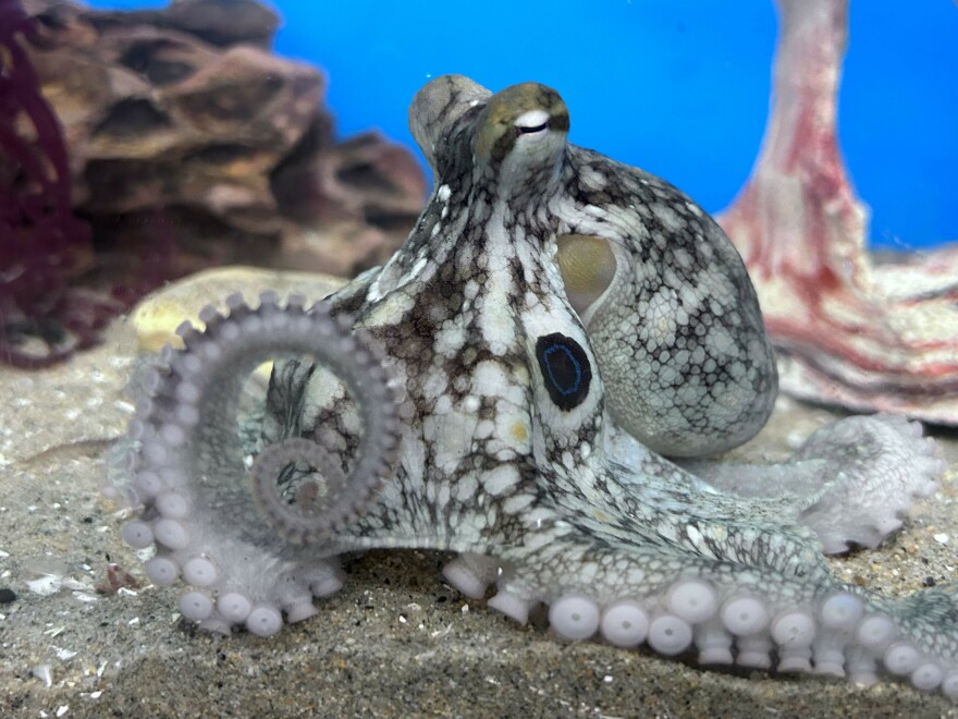 A two-spot octopus, like the type an Oklahoma family brought home as a pet.