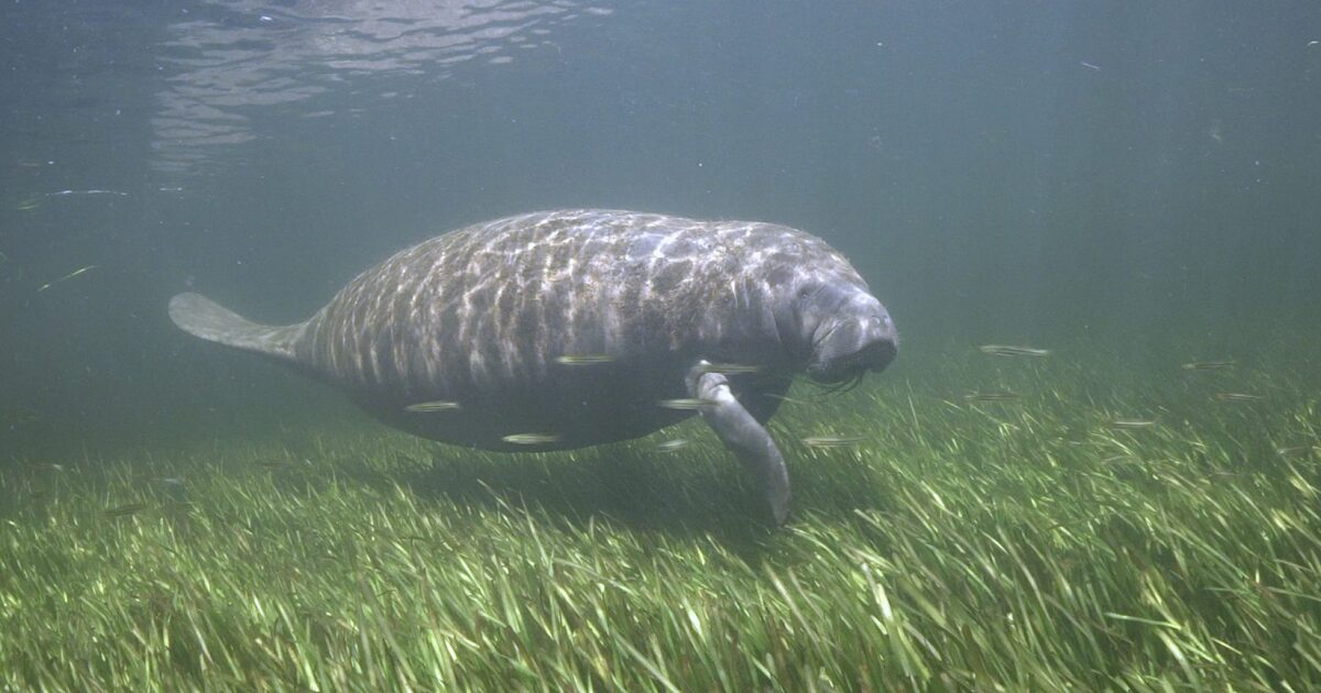 FWC to vote Feb. 5 on first major review of manatee zones in Indian River County in decades