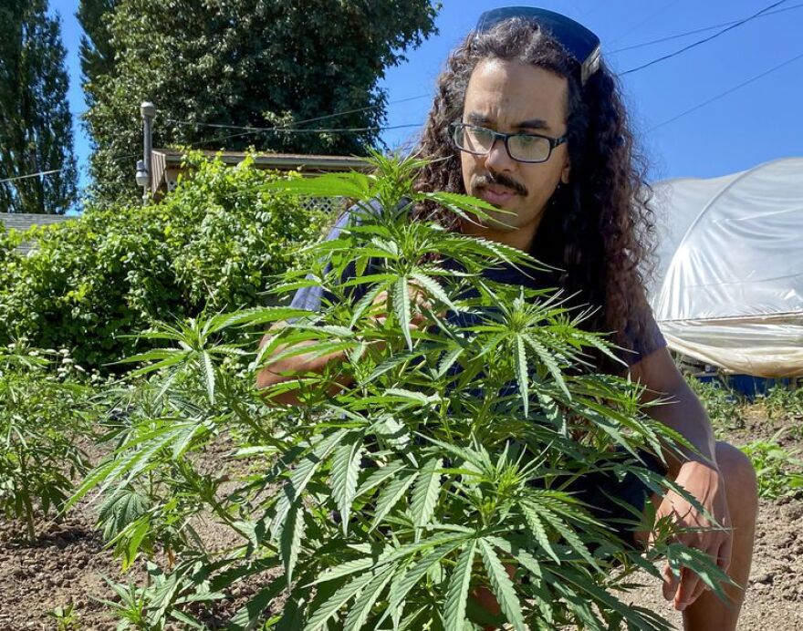 Man kneels behind a marijuana plant with other plants in the background. 