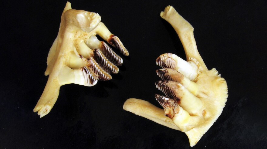 The pharyngeal teeth of an Aisian grass carp