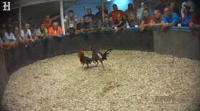 Miami prosecutors will not file charges in a cockfighting ring in Miami-Dade.