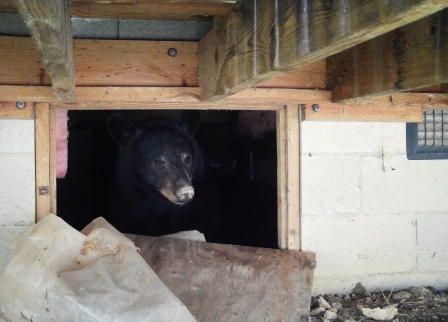 The North Carolina Wildlife Resources Commission advises people to follow proven BearWise® methods to discourage bears from choosing a location to den for the winter around a home or commercial property.