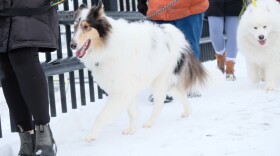 Some very good dogs gather each week for a communal walk around various locations in New Hampshire.