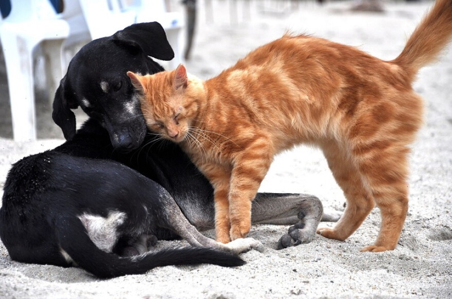 Stock photo of a cat and a dog