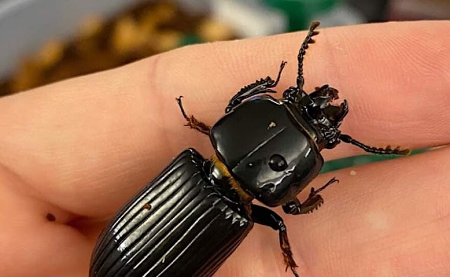 Bess Beetles | Montana Public Radio