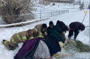 Several firefighters are huddled around the rescued horse, who's covered in blankets and has hay nearby.