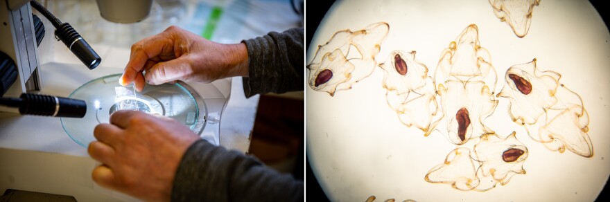 Left: Hodin, the research scientist who is leading the captive rearing program, prepares to view sea star larvae under a microscope. Right: Sunflower sea star larvae, born in mid-January, are seen under a microscope. The dark oval shapes are stomachs.