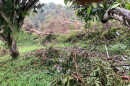 Hurricane Lala toppled trees at the Rancho Aloha farm in Holualoa on Hawaiʻi Island (August 26, 2026).