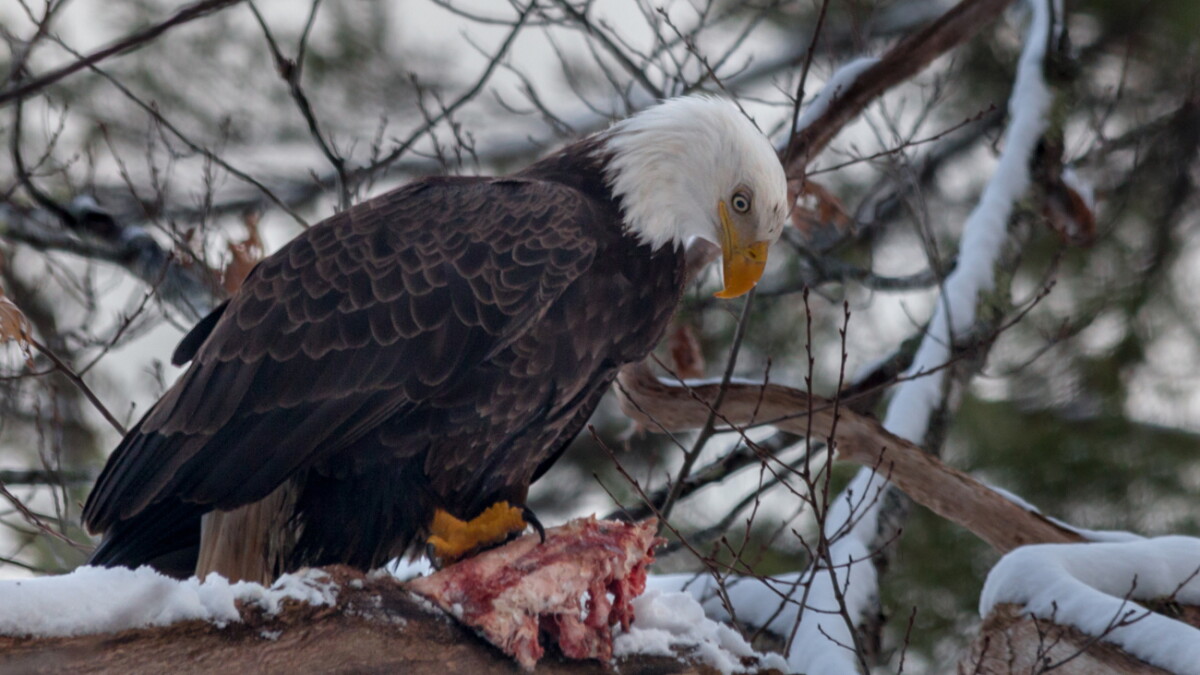 Lead bullets in deer carcasses harm eagles, other wildlife. DNR aims to educate hunters - Vimarsana News
