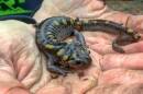 A bright-eyed, adult black salamander with yellow spots stands on a person's hands which have dirt on it. The salamander looks startled or momentarily stunned, but is also perhaps enthralled by the heat from the hands. 