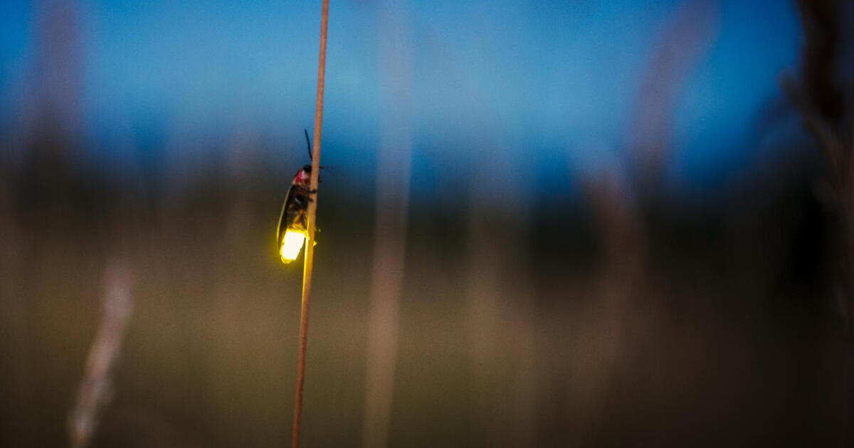 You can actually find this popular glowing insect in Arizona. Here's where