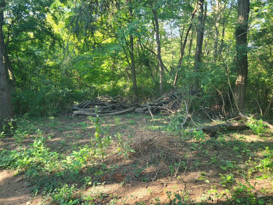 Cleared area in forest