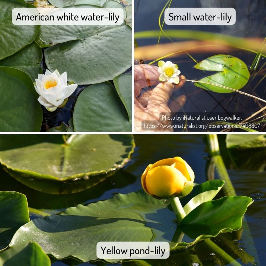 Guide to three aquatic flowers