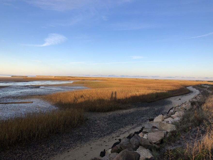 Outer Cape marsh