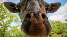 kimba giraffe