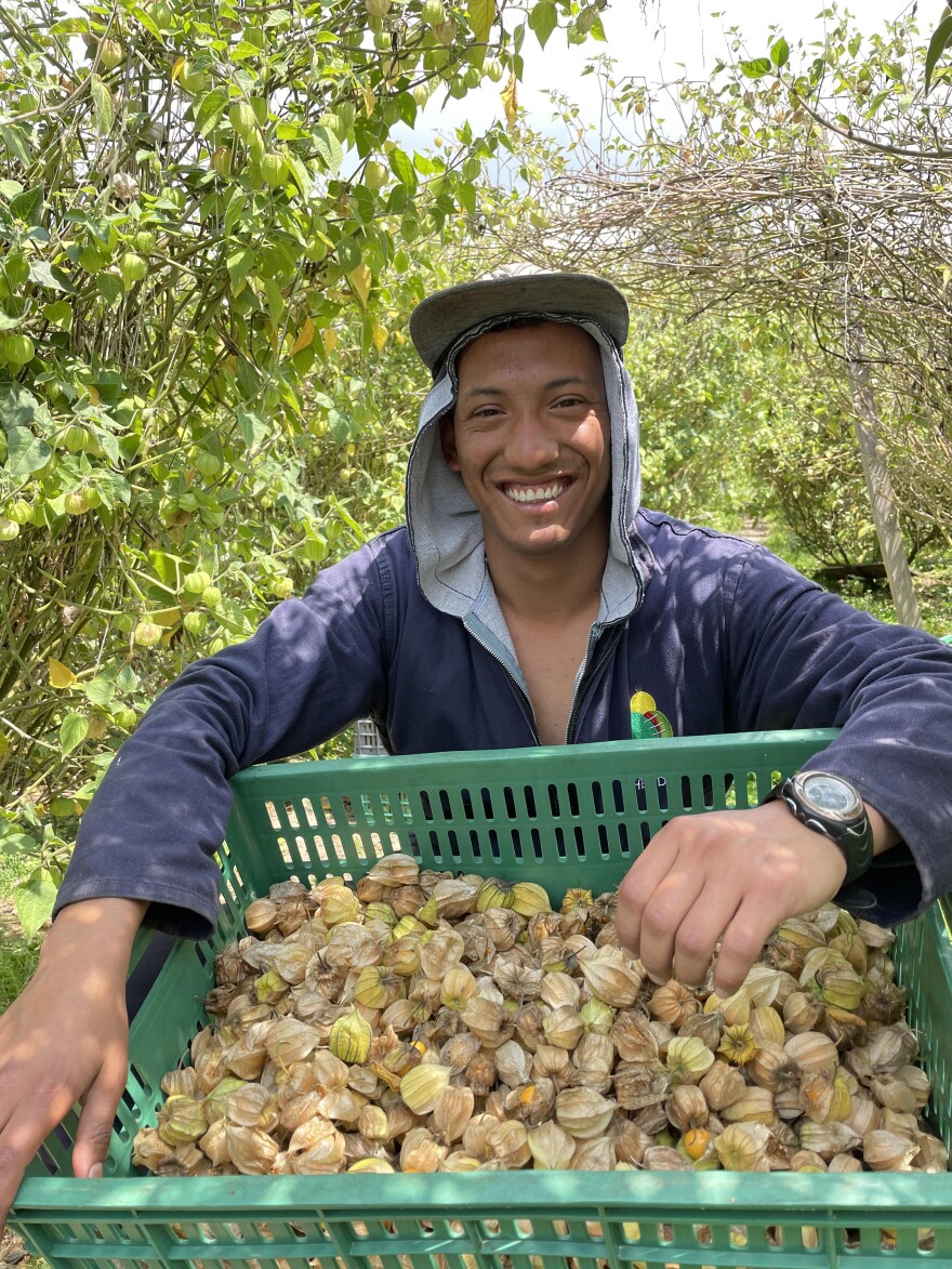 Isaias Bello, a 26-year-old Venezuelan migrant, earns a living picking gooseberries on a farm outside Bogotá. With the new program for undocumented Venezuelan migrants, "Colombia is providing us with a huge opportunity," he says. "I feel very, very happy."