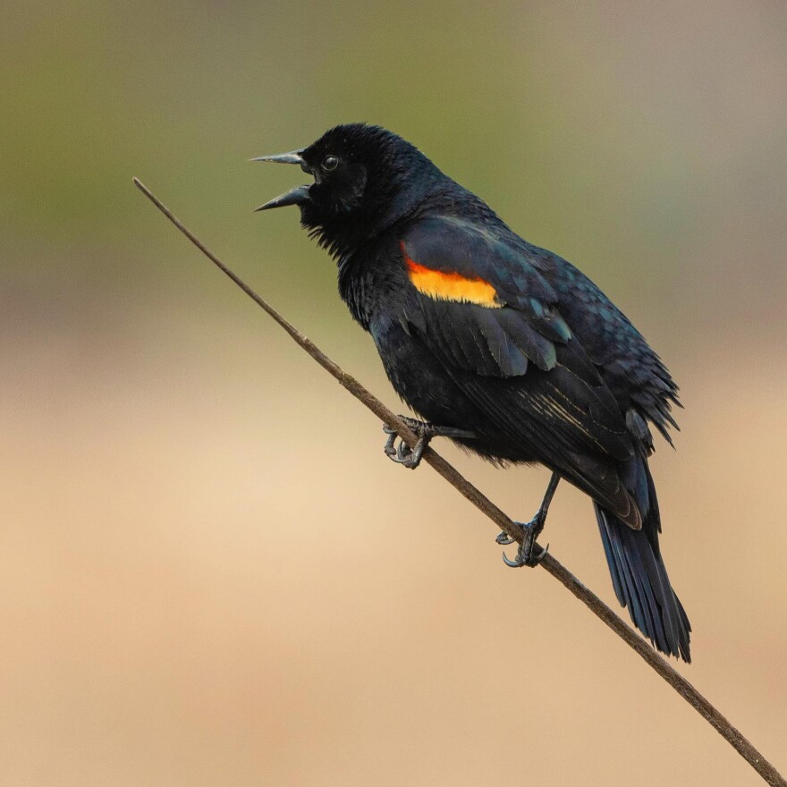 A male Red-winged blackbird sings in a cattail marsh. Red-winged blackbirds migrate out of Michigan for the winter. Males return north ahead of the females in the spring.