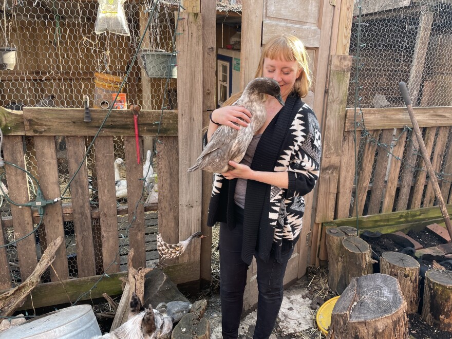 Kristin Dennis of St. Louis has 16 chickens and ducks. She stopped filling her bird feeders because she's worried about bird flu.