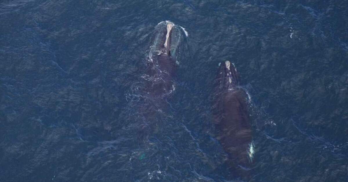 Right whales back in local waters — swimming through dangerous areas