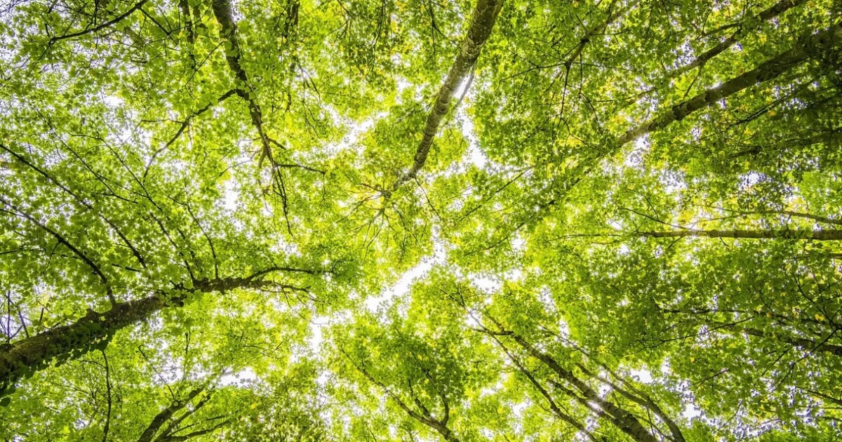 Wisconsin agroforestry program plants seeds for rural growth