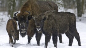 Bison, Europe's largest land mammal, forage in the recently fallen snow in the Bialowieza Forest in Poland. (Michal Kosc/AP)