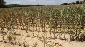 A drought ridden field