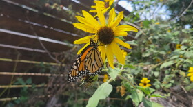 Researchers report the second-lowest number of monarchs wintering in Mexico ever recorded this season. 