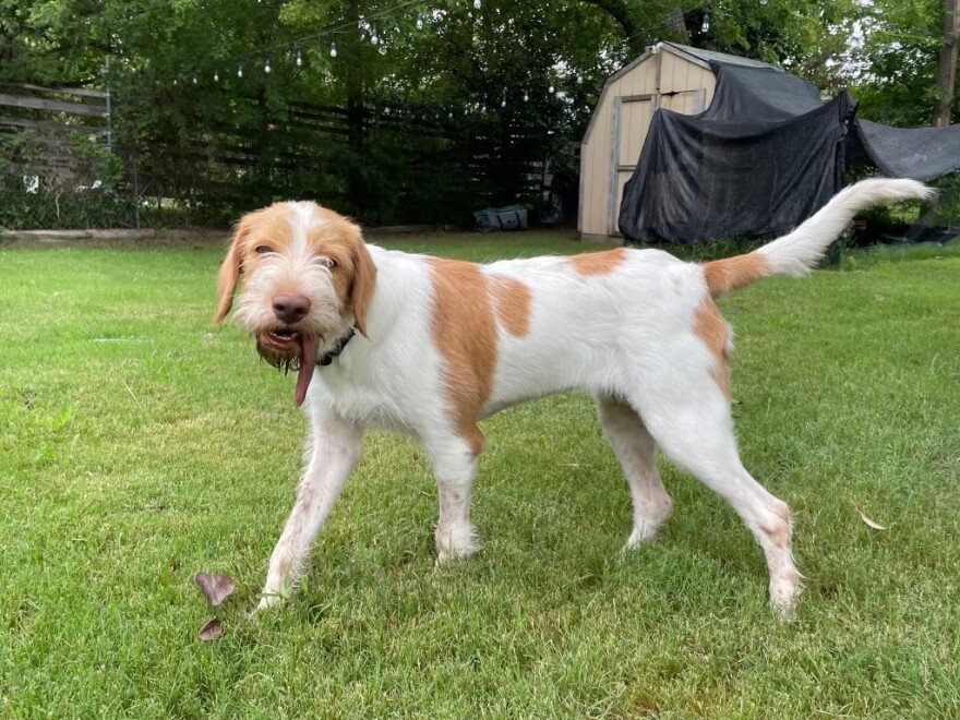  Swiss Cheese, a Shorthaired Pointer mix who came from a shelter in Devine, Texas, recently found a foster home.