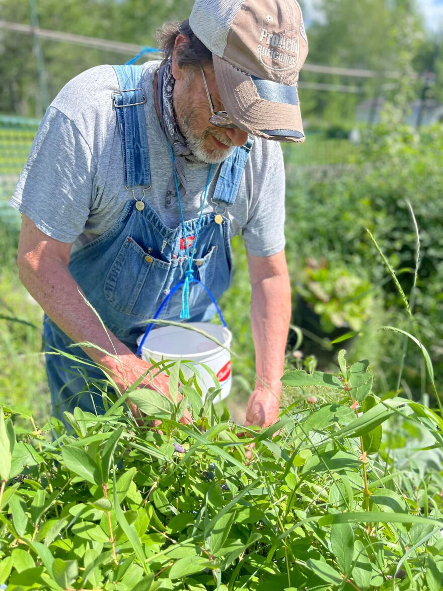 A man picks fly honeysuckle, also known as honeyberries, for the Virginia Farmers Market Hub.