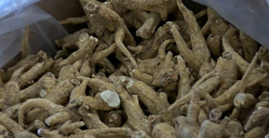 Wisconsin Ginseng