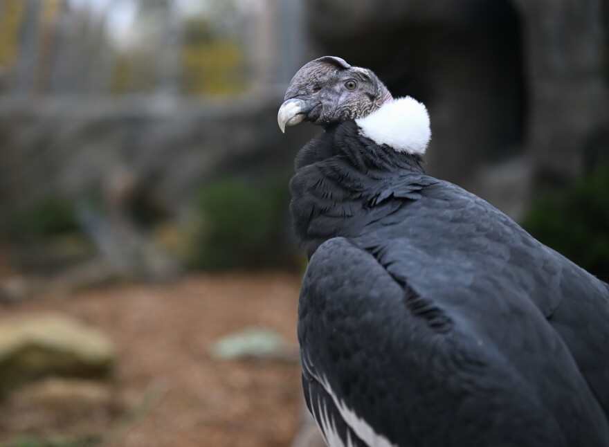 The National Aviary's new male Andean Condor, Bud.